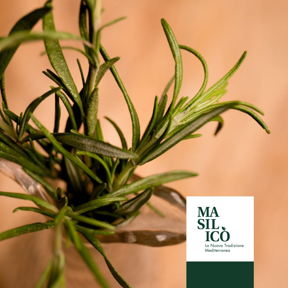 MACCHIA MEDITERRANEA: IL ROSMARINO ﻿