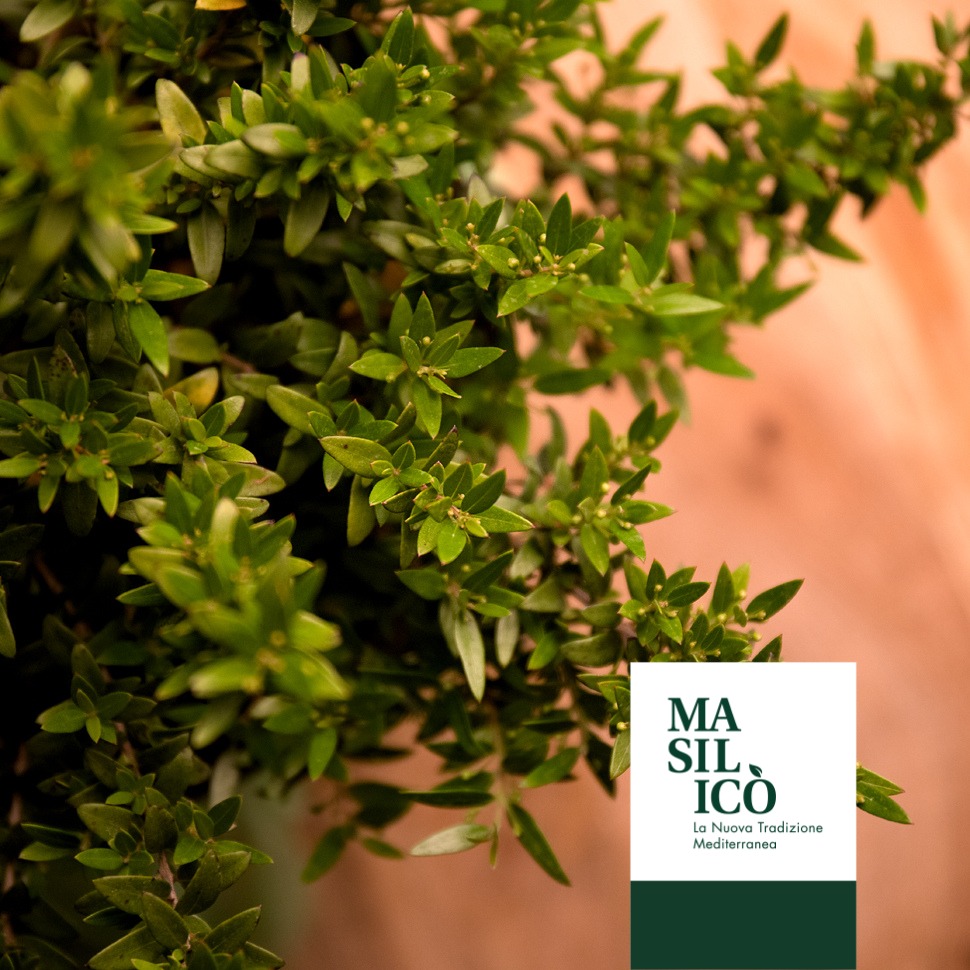 Il mirto: sacro a venere