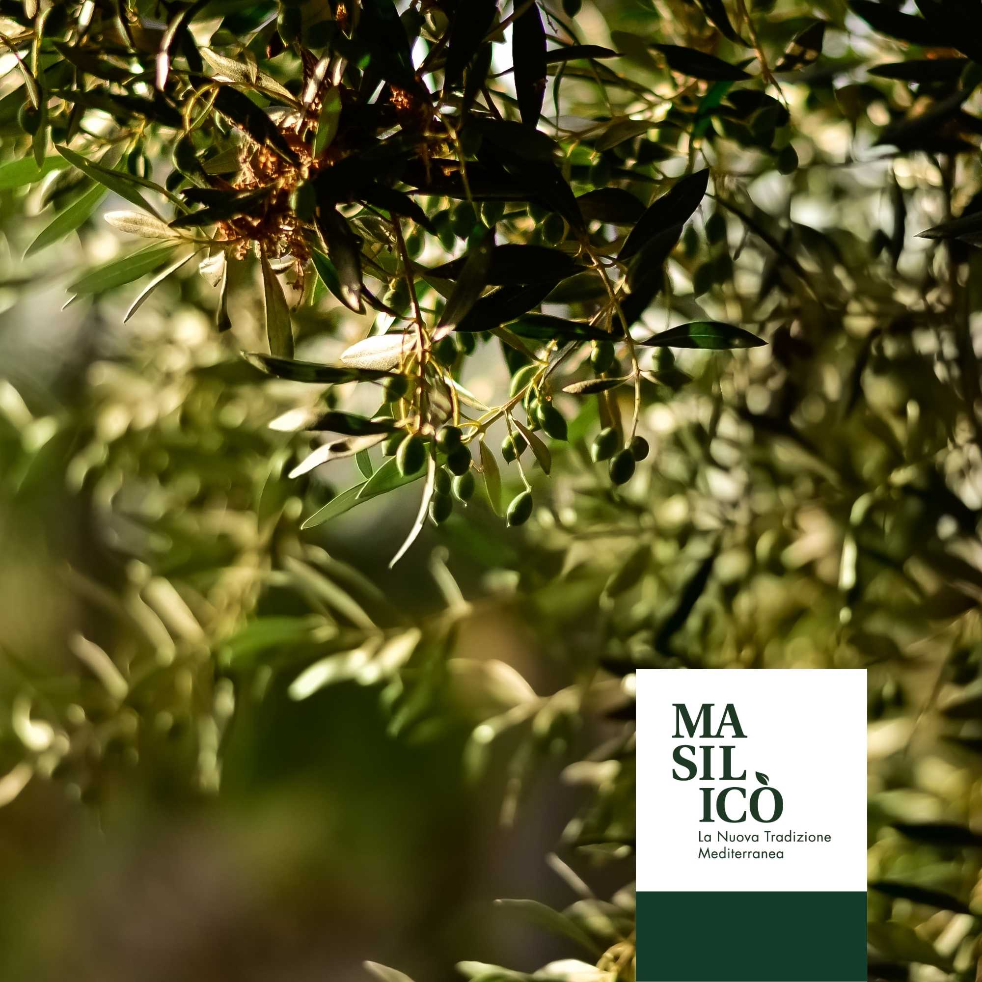 L'ulivo: il primo fra gli alberi