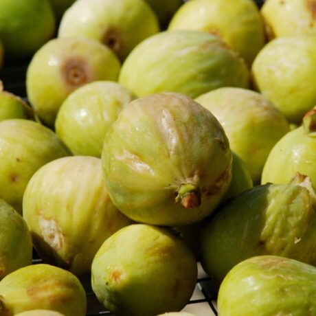 fichi processi produzione masilico scaled 1