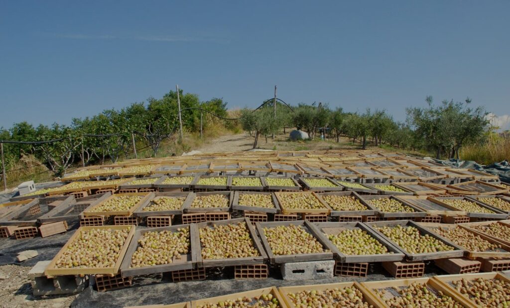 processi produzione masilico