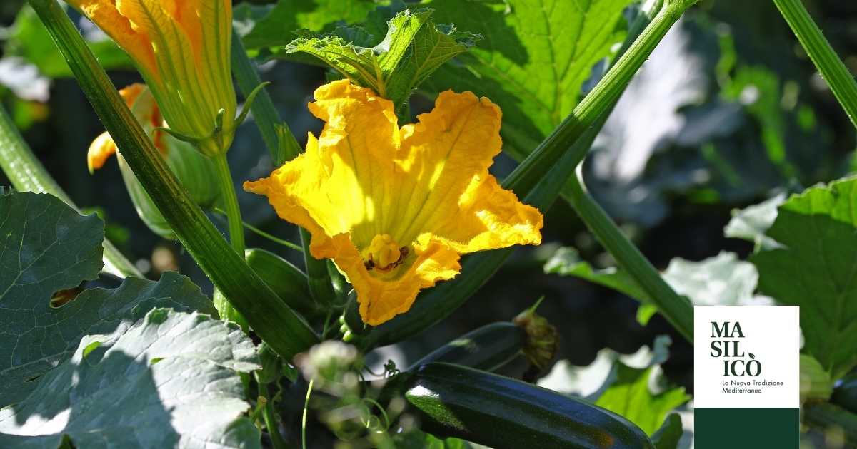 Alimentazione e sostenibilità ambientale