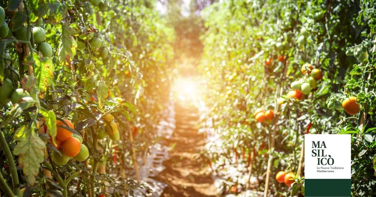 pomodori maturi